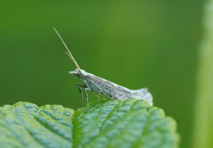 Laboratoire Ecologie, Systématique et Evolution