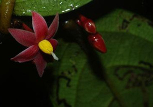 Laboratoire Ecologie, Systématique et Evolution