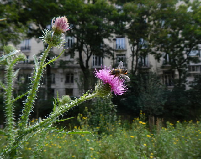 Laboratoire Ecologie, Systématique et Evolution