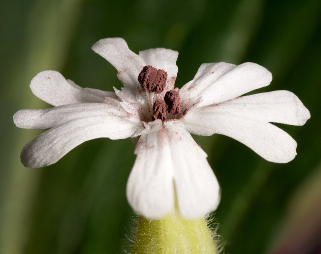 Laboratoire Ecologie, Systématique et Evolution