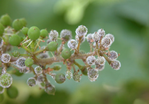 Mildiou VIGNE