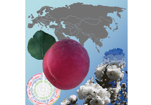 Cover Figure Groppi et al-1 format news