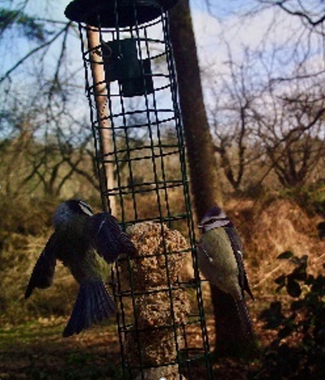 bird